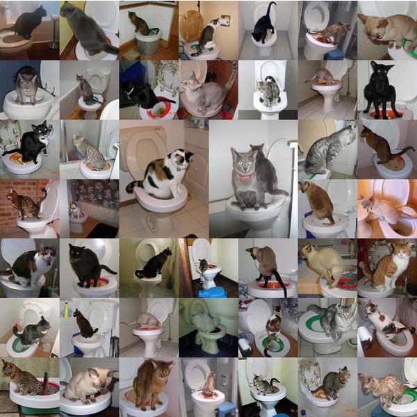 Chats éduqués avec le LitterKwitter