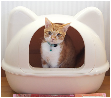 Maisons de Toilette design pour chat