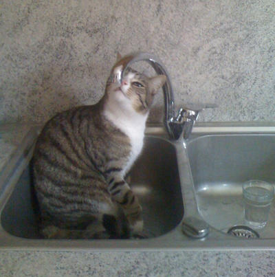 Gaston dans l'évier par Alice