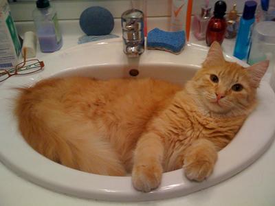 Mr Chipo dans son lavabo par Stéphane